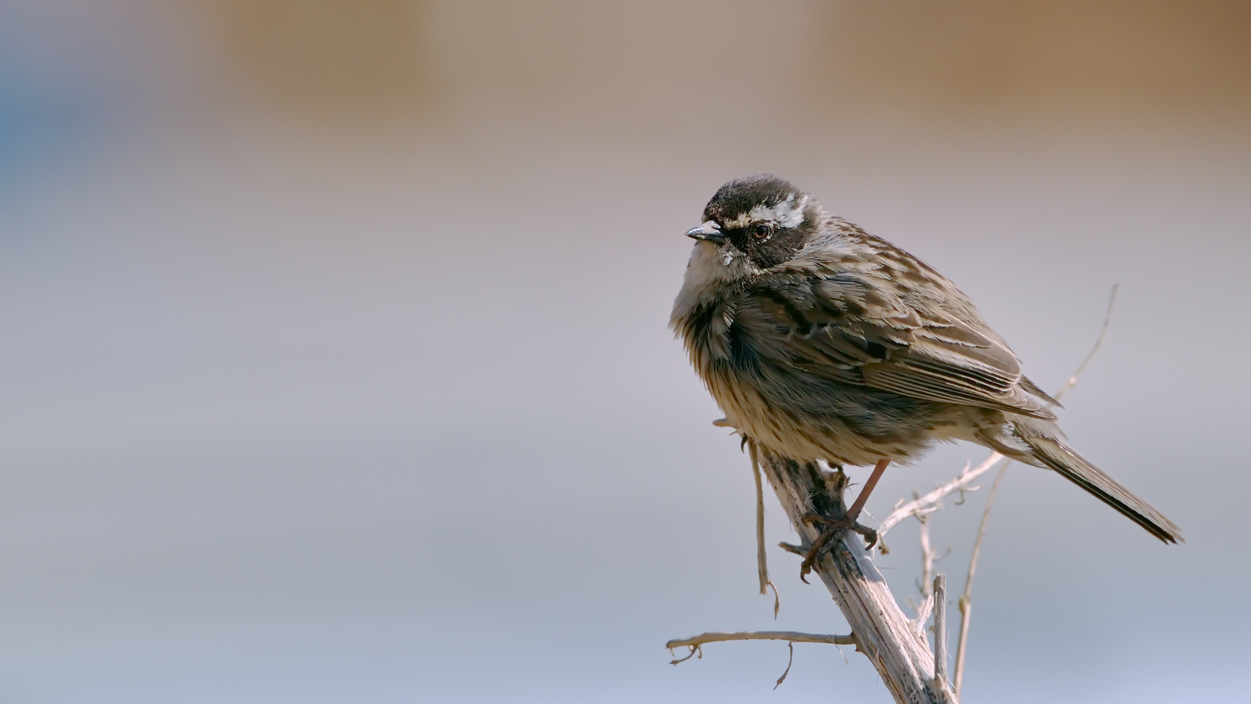Dunnock