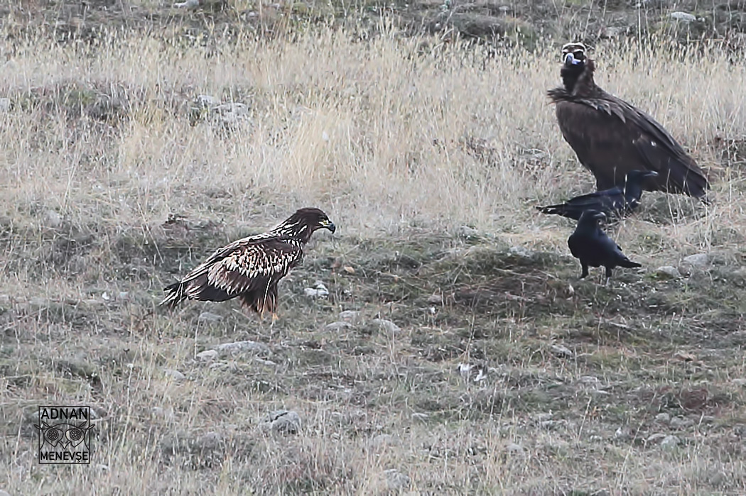 White-tailed Eagle