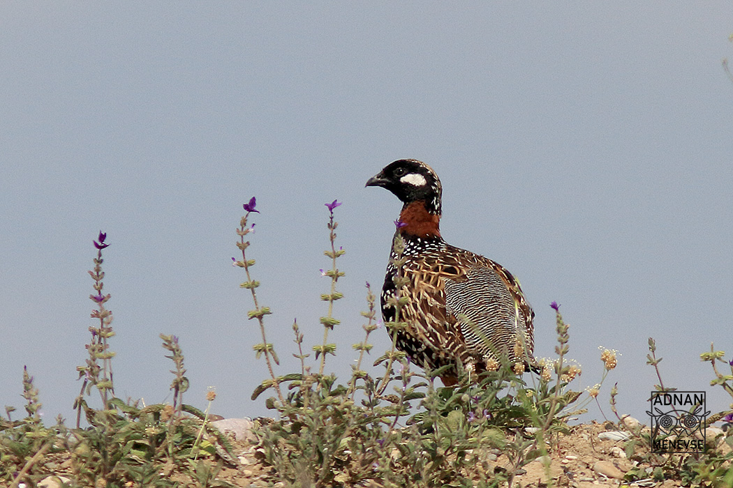 Black Francolin