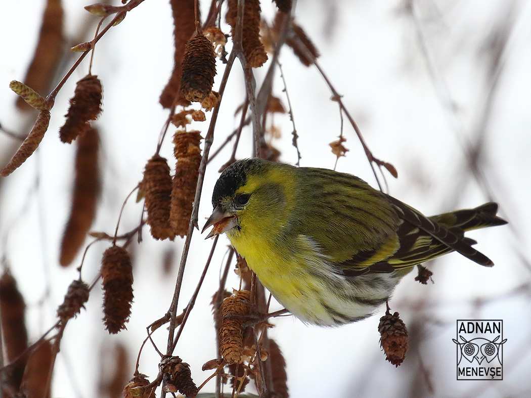 Eurasian Siskin