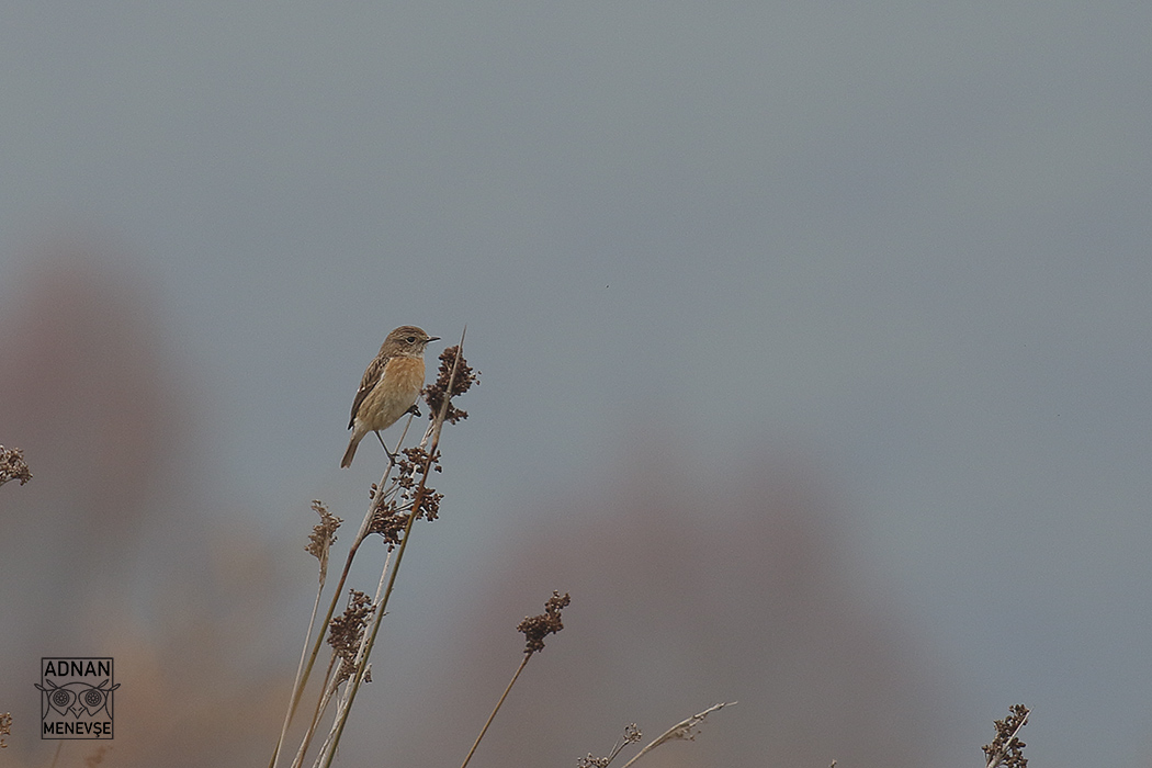 European Stonechat