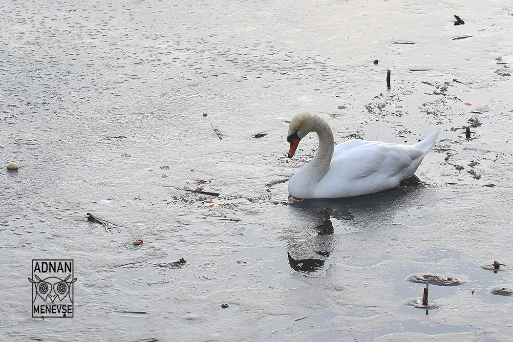 Mute Swan