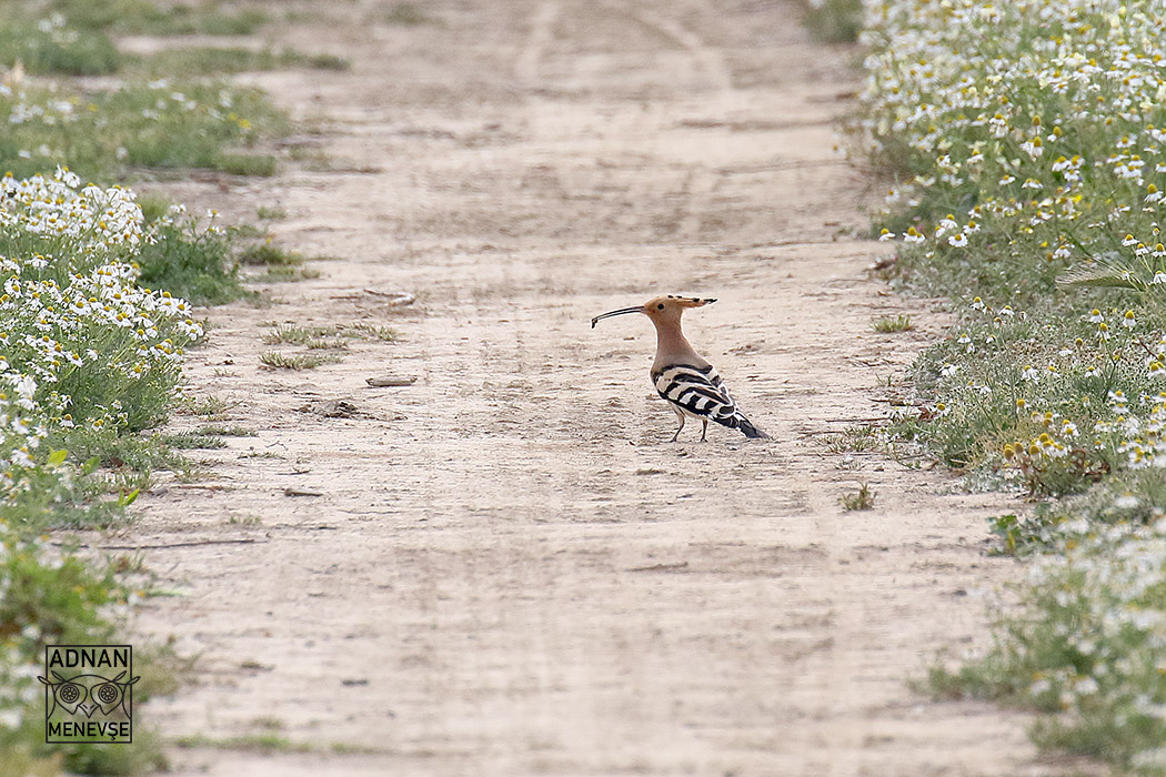 Eurasian Hoopoe