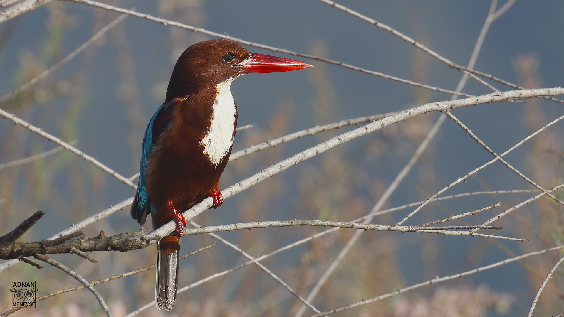 White-throated Kingfisher