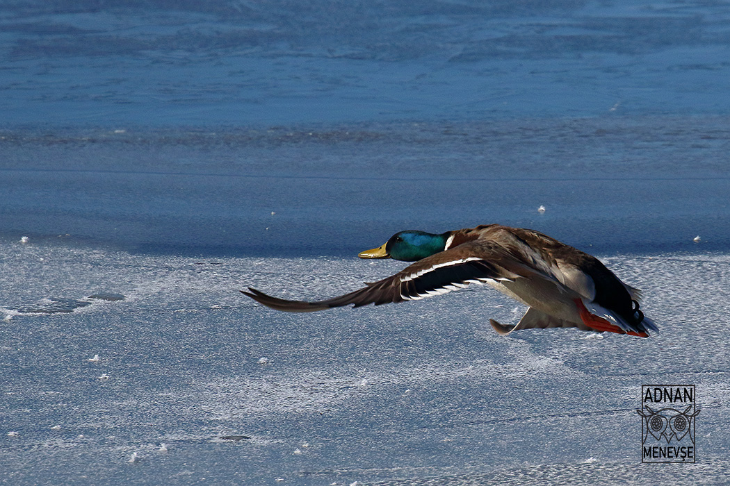 Mallard