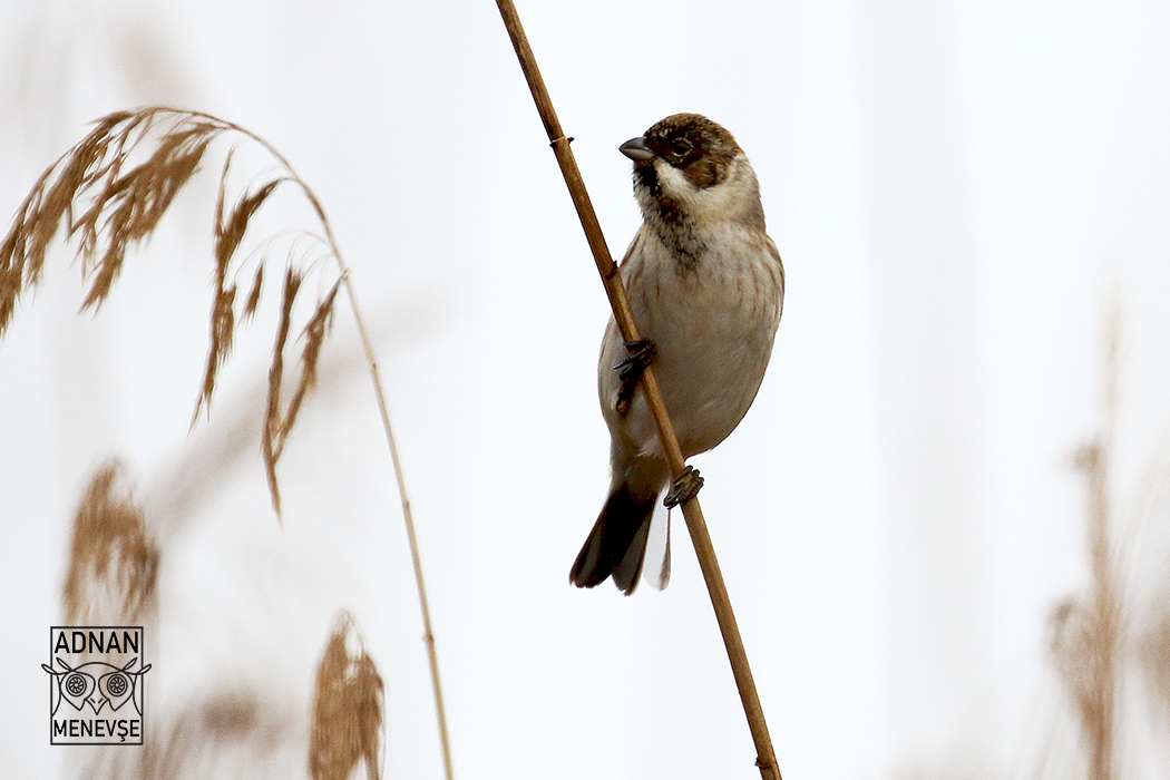 Reed Bunting