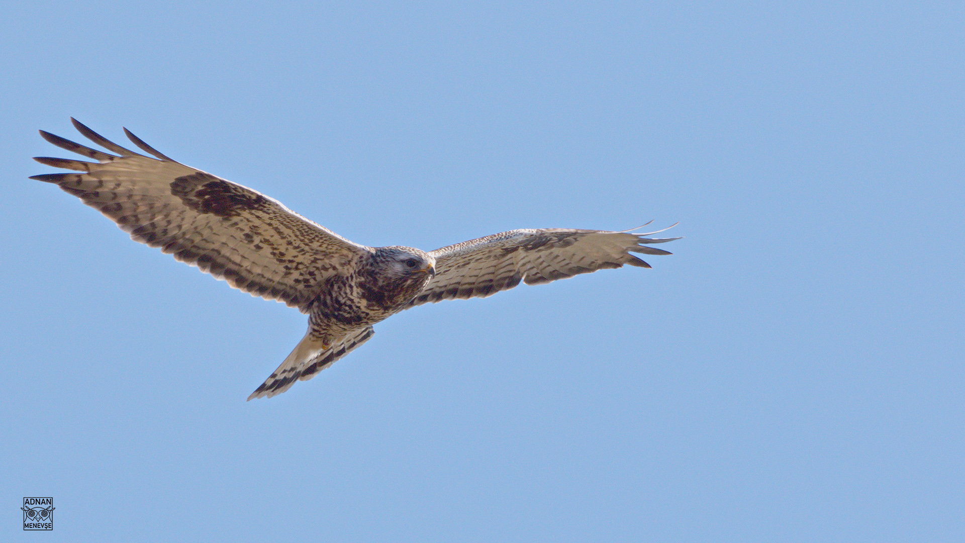 Rough-legged Hawk