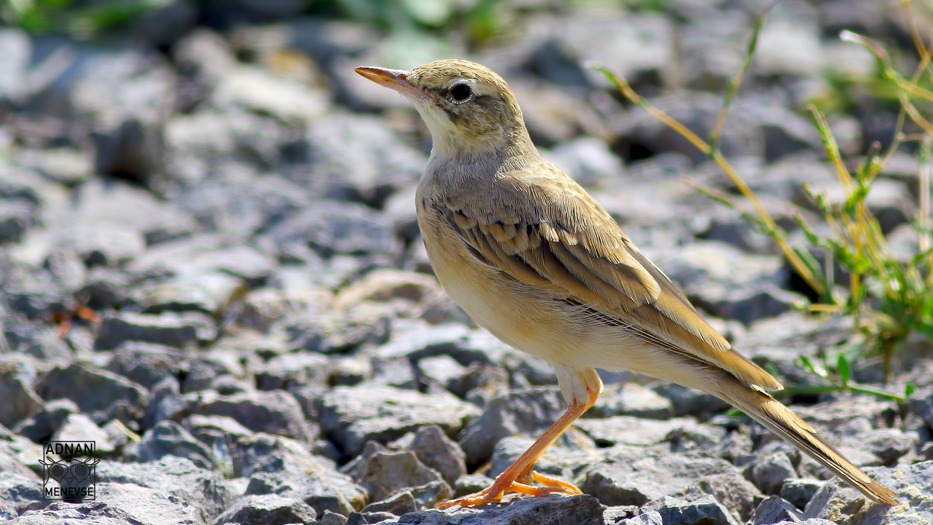 Tawny Pipit — Ana fotoğraf