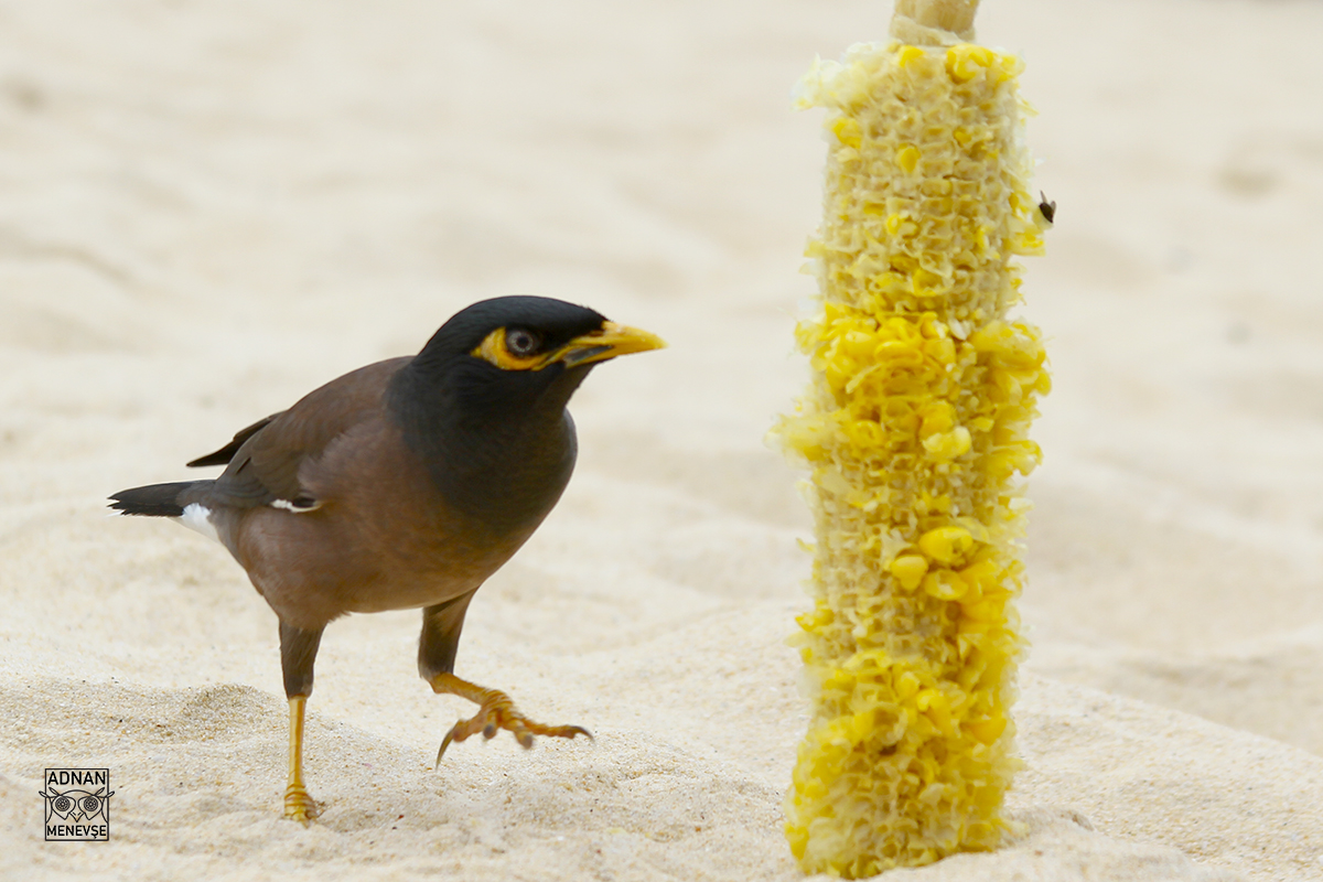 Common Myna
