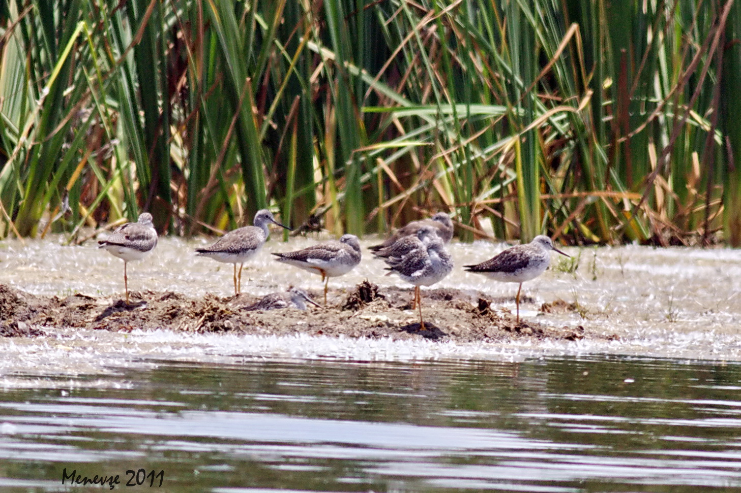 Lesser Yellowlegs
