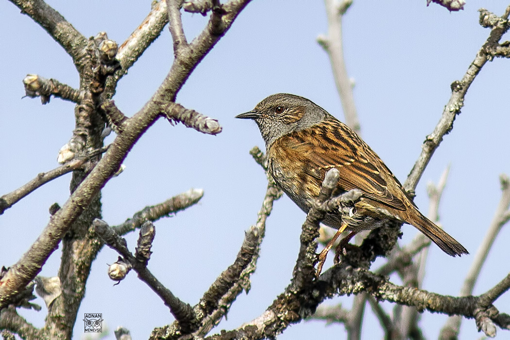 Dunnock