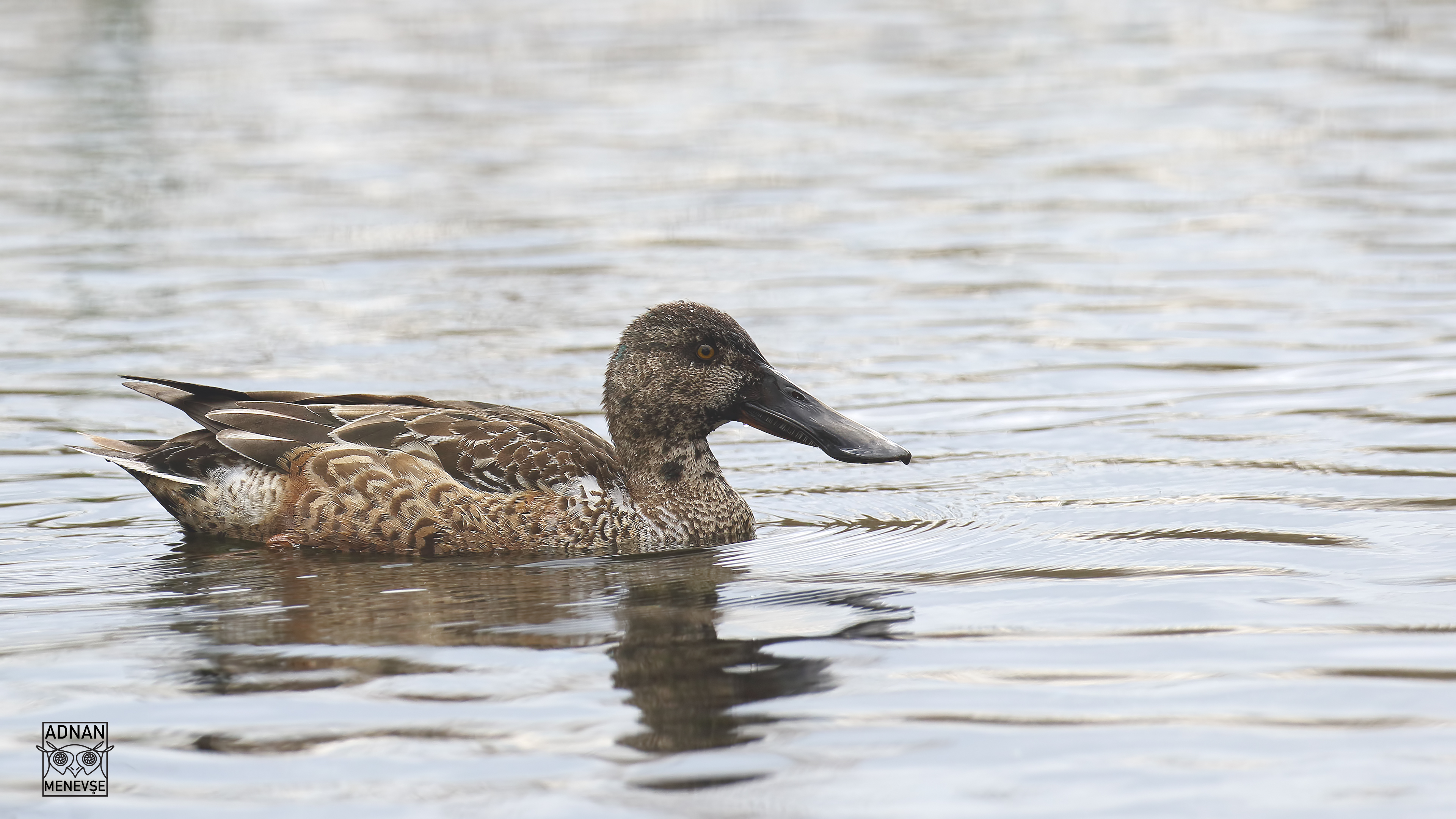 Northern Shoveler