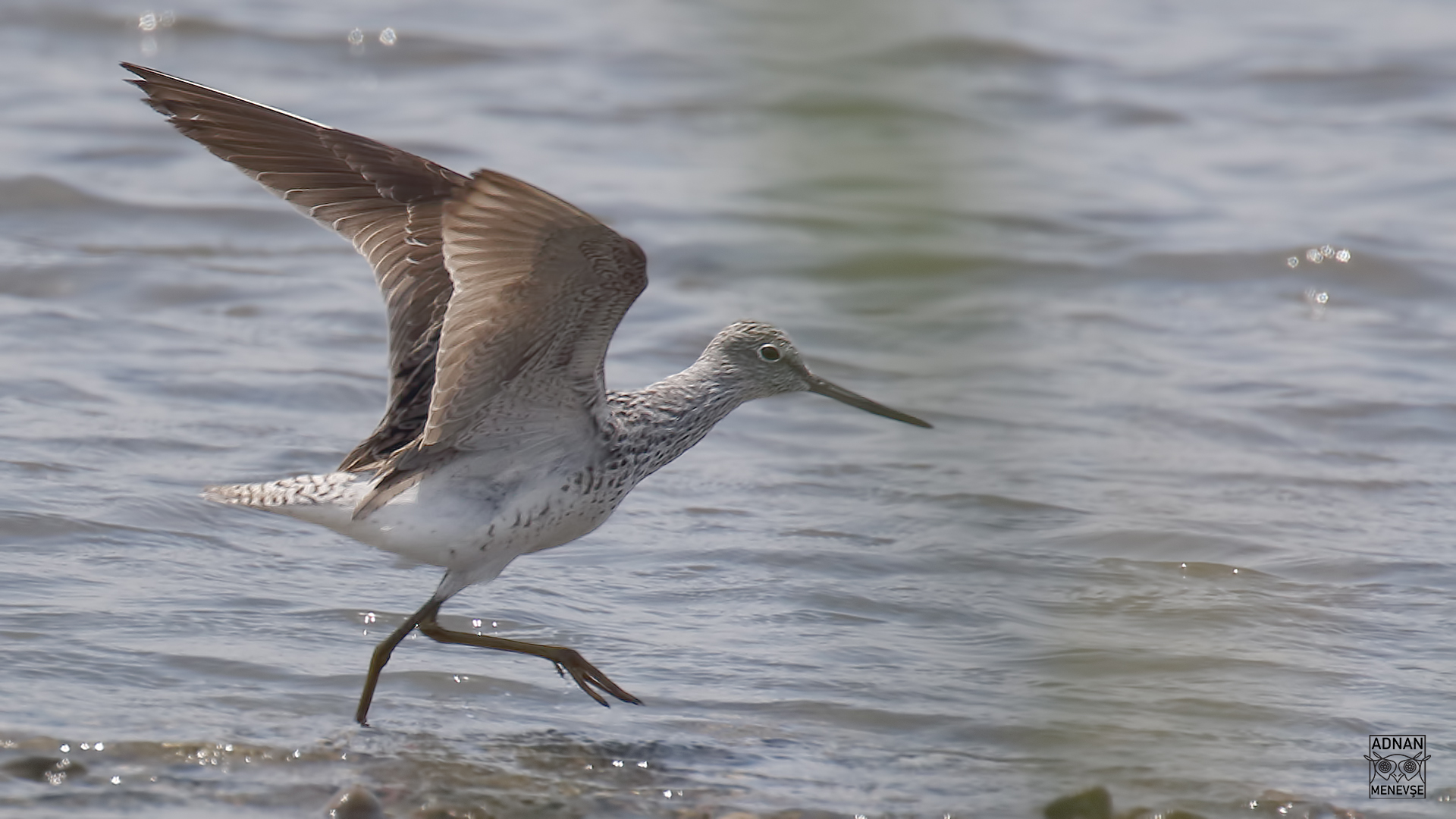 Common Greenshank