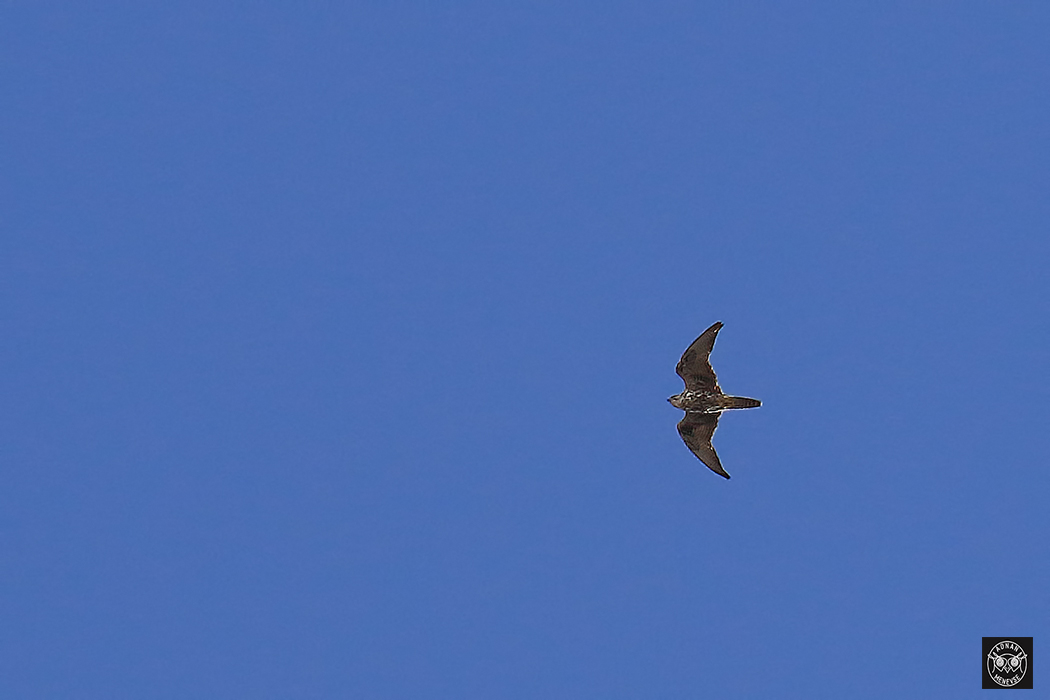 Saker Falcon