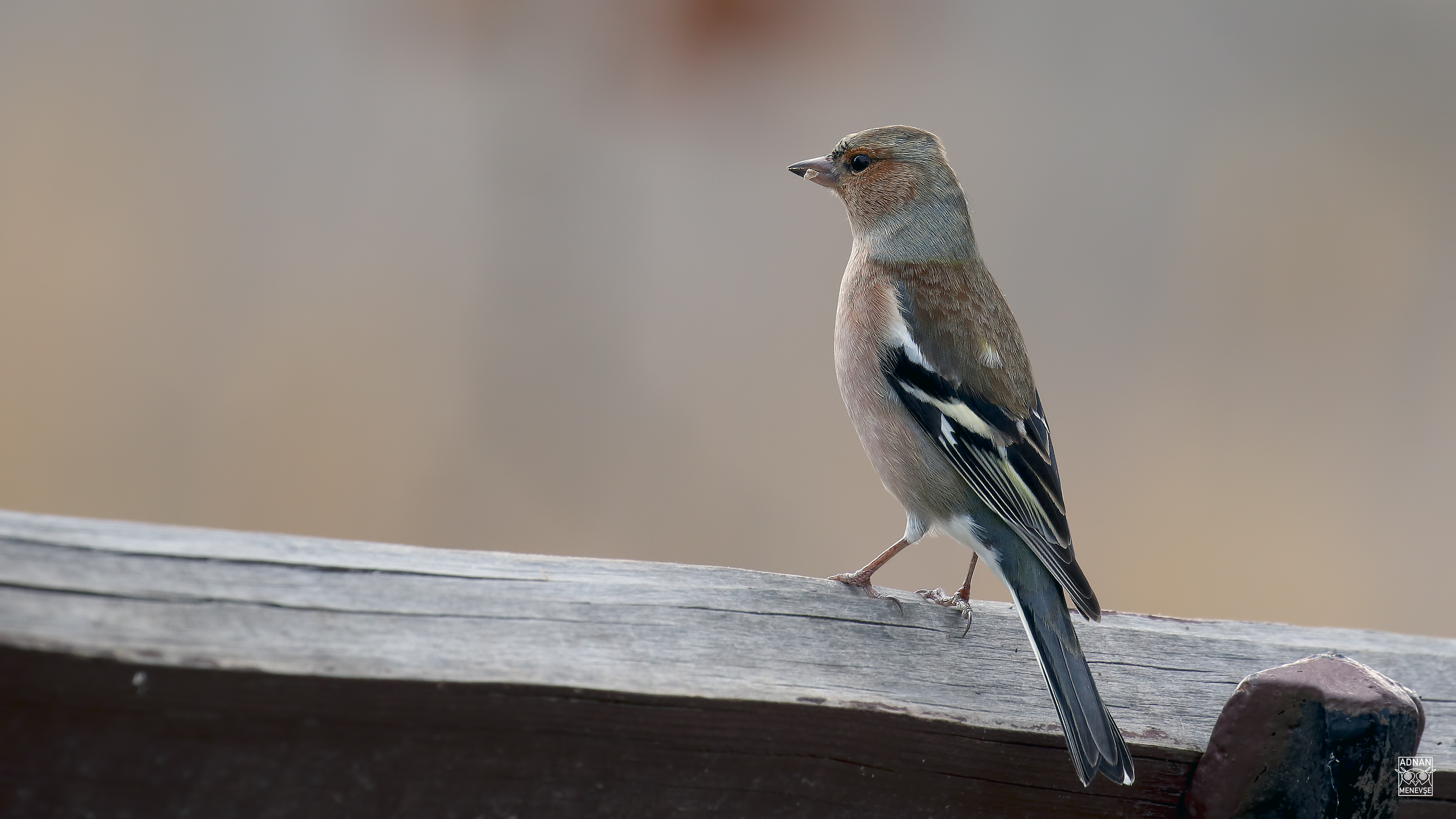 Common Chaffinch