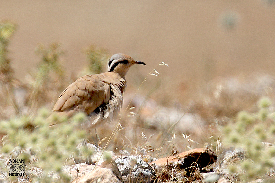 Cream-colored Courser