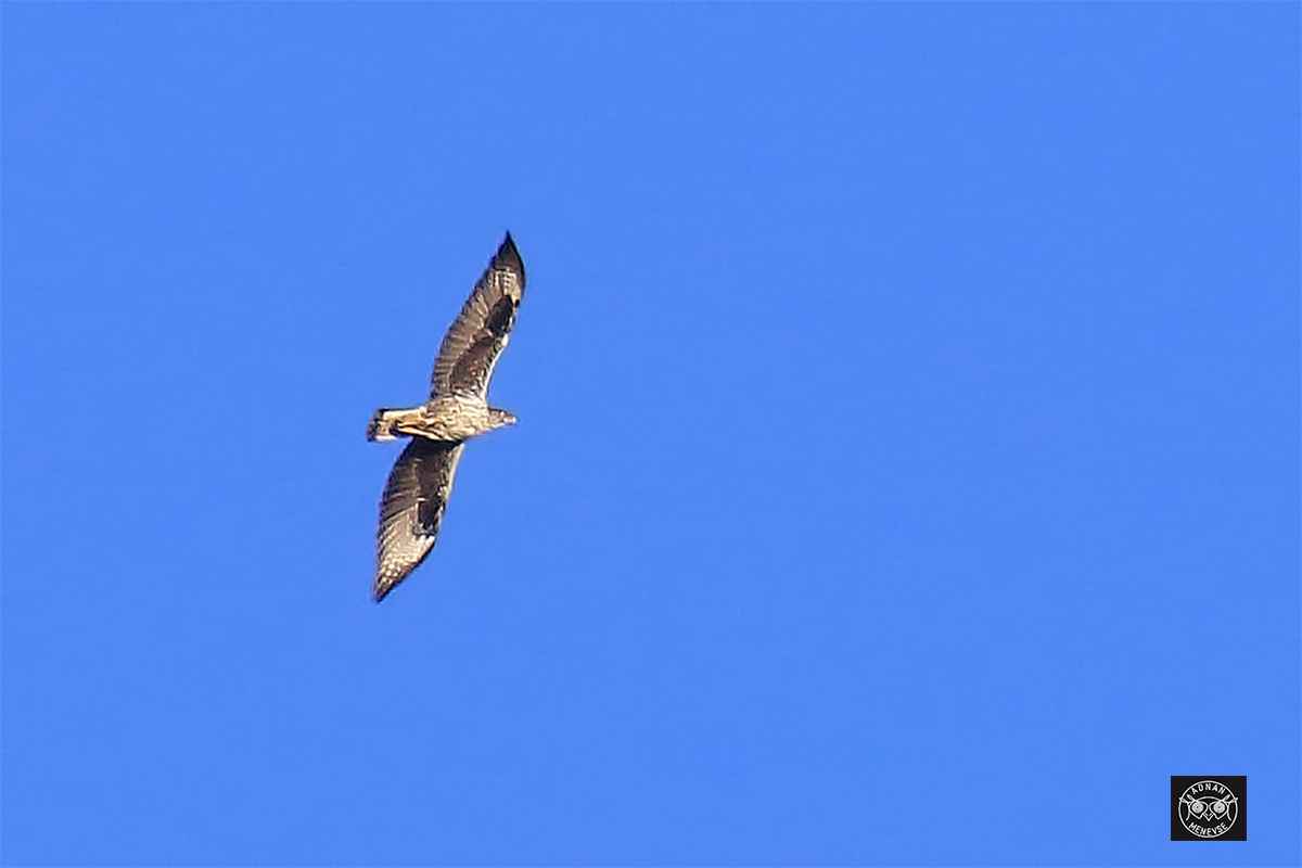 Bonelli's Eagle