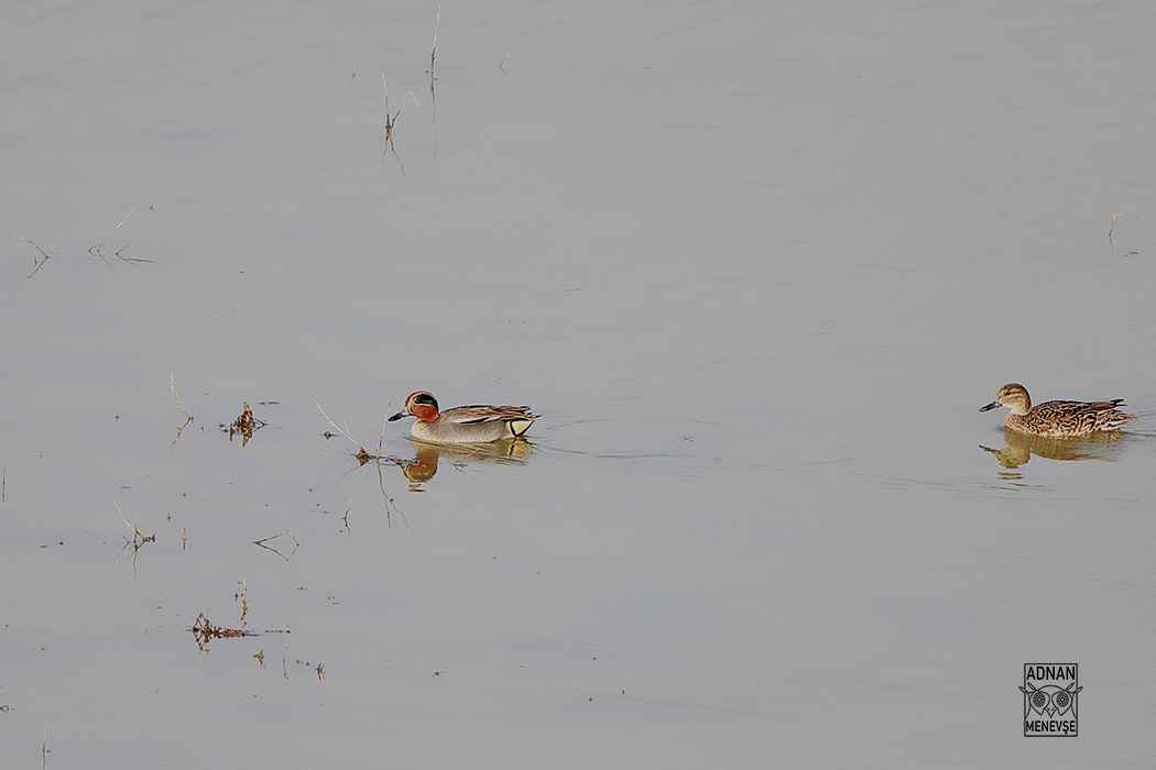 Green-winged Teal