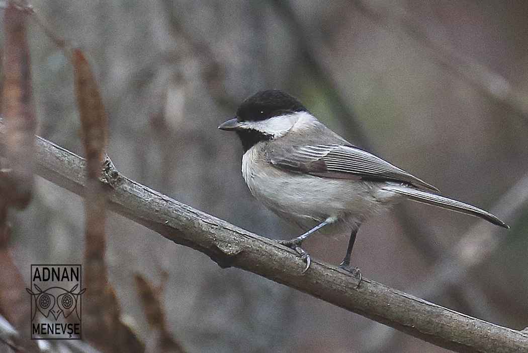 Sombre Tit