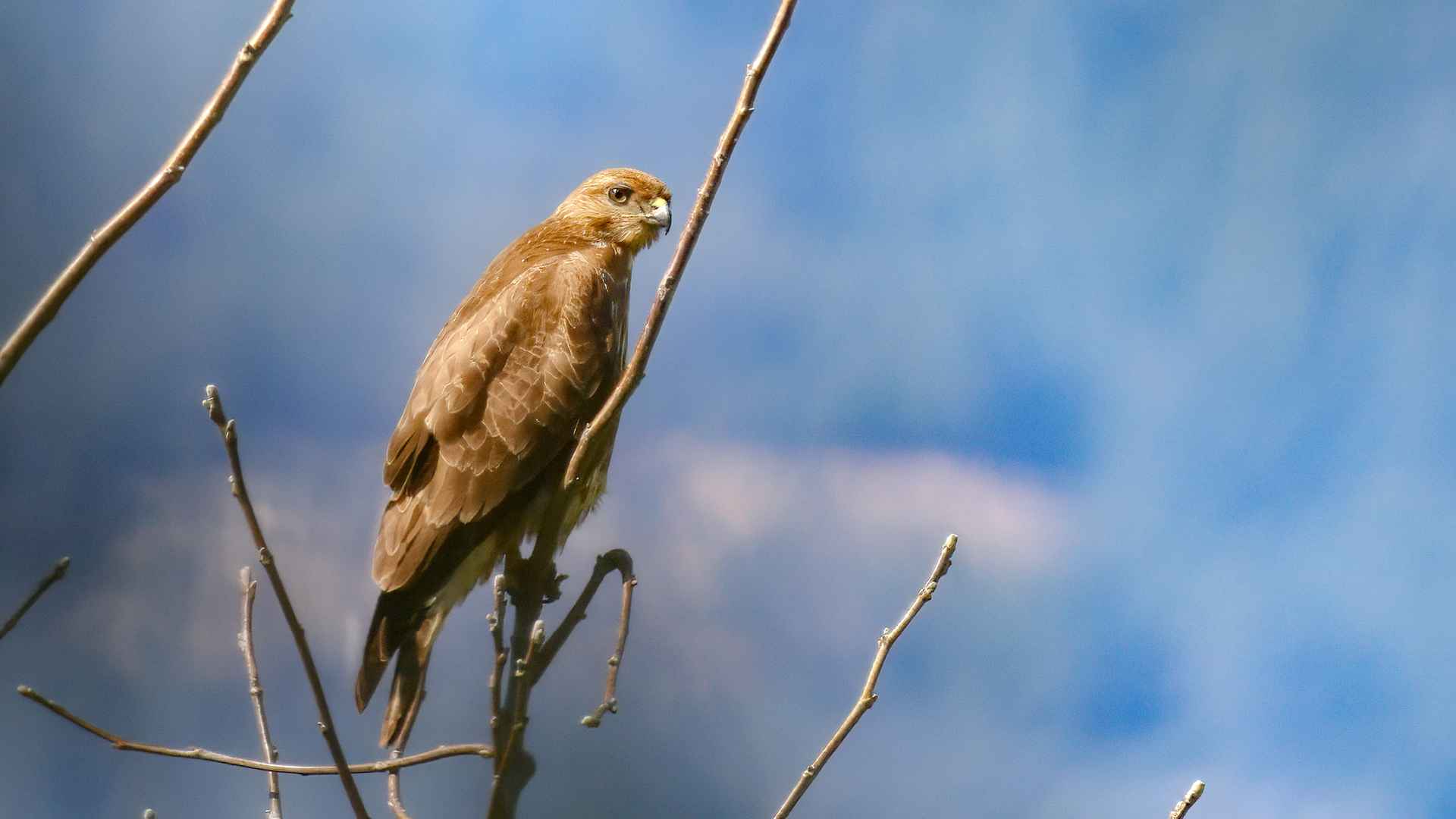 Common Buzzard