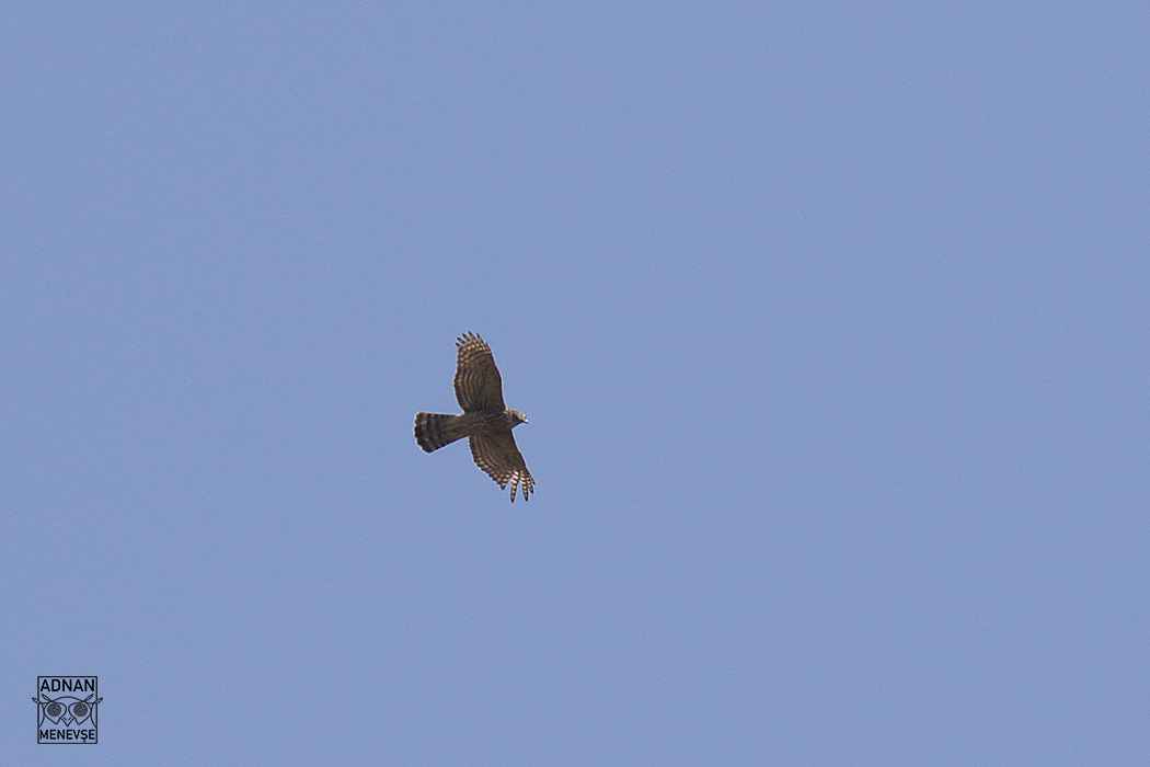 Northern Goshawk
