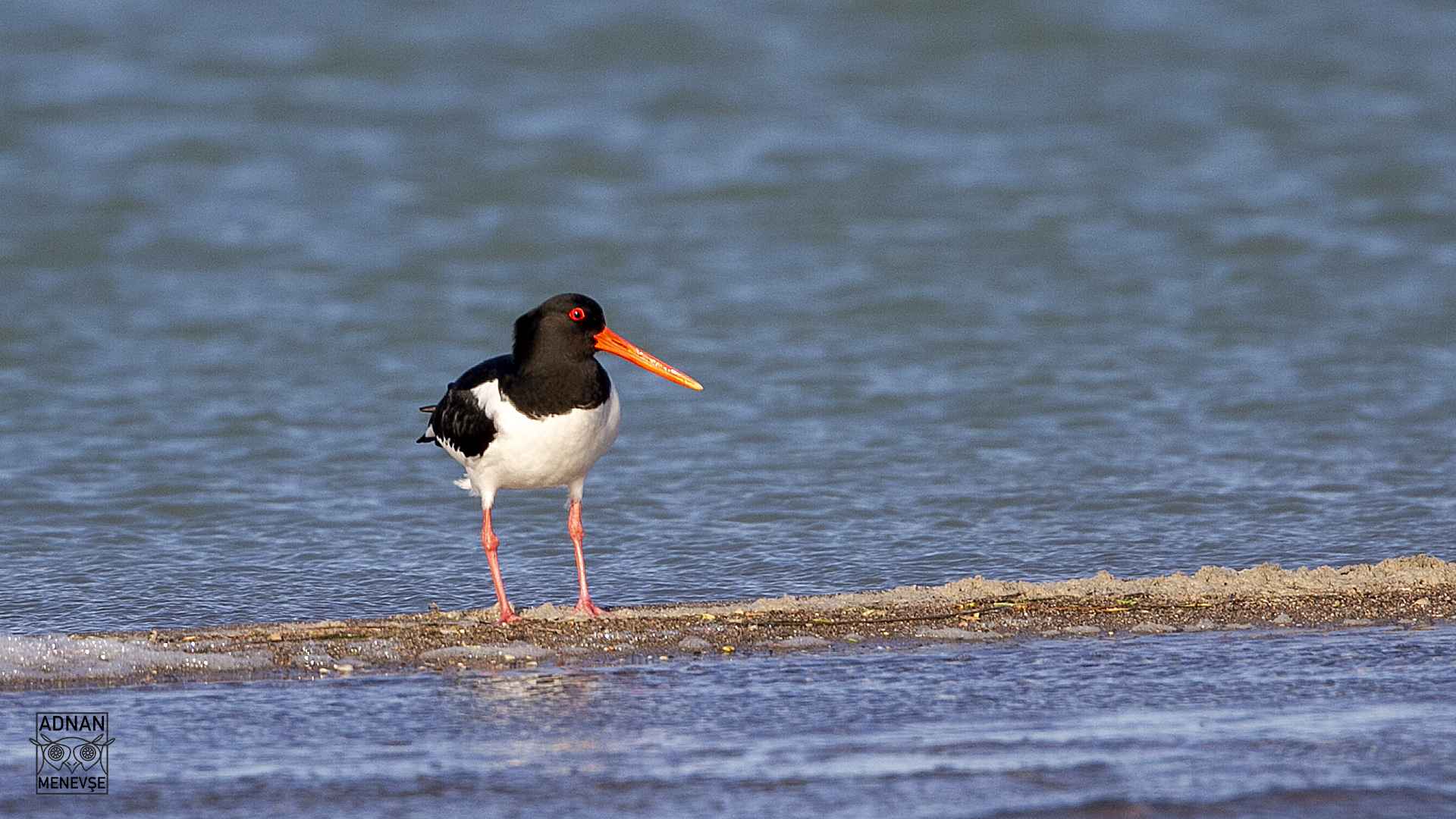 Eurasian Oystercatcher