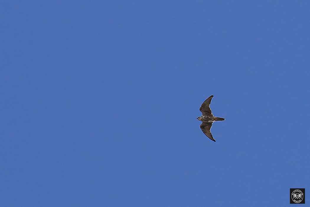 Saker Falcon
