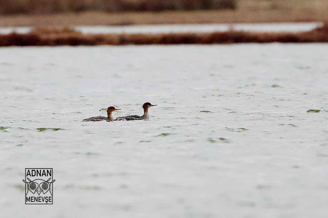 Red-breasted Merganser