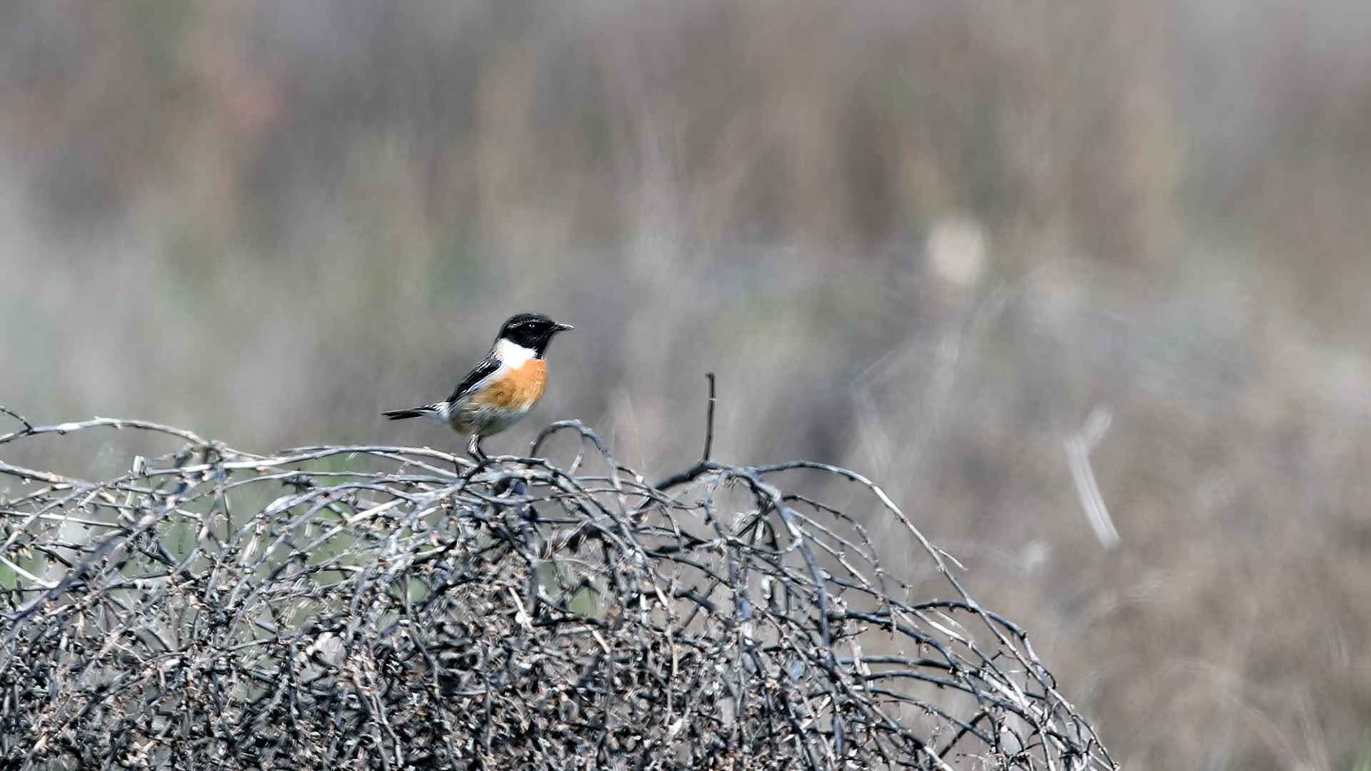 Siberian Stonechat