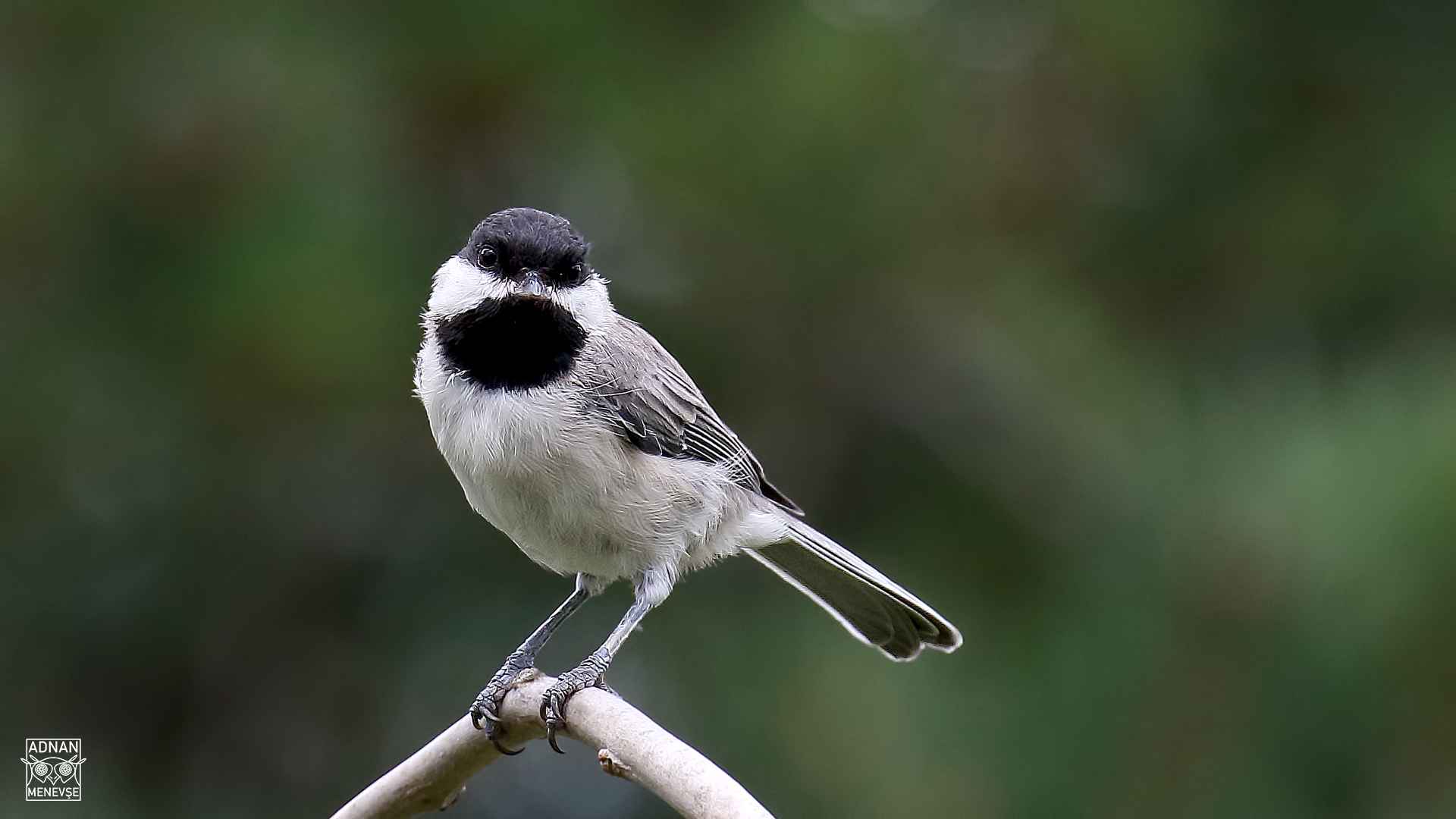 Sombre Tit