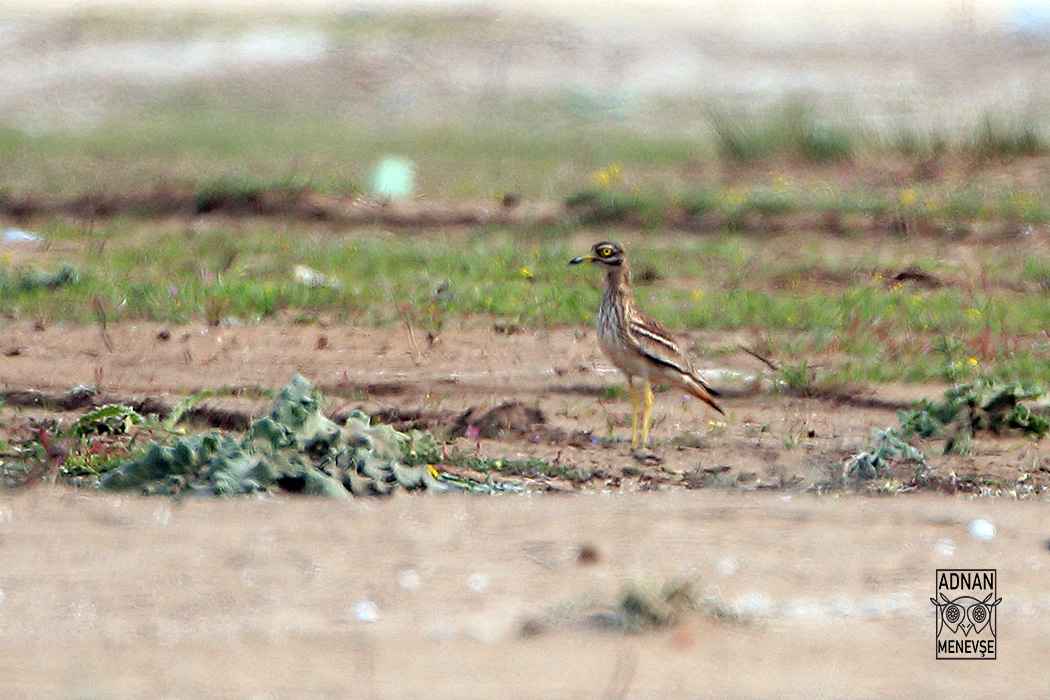 Eurasian Thick-knee