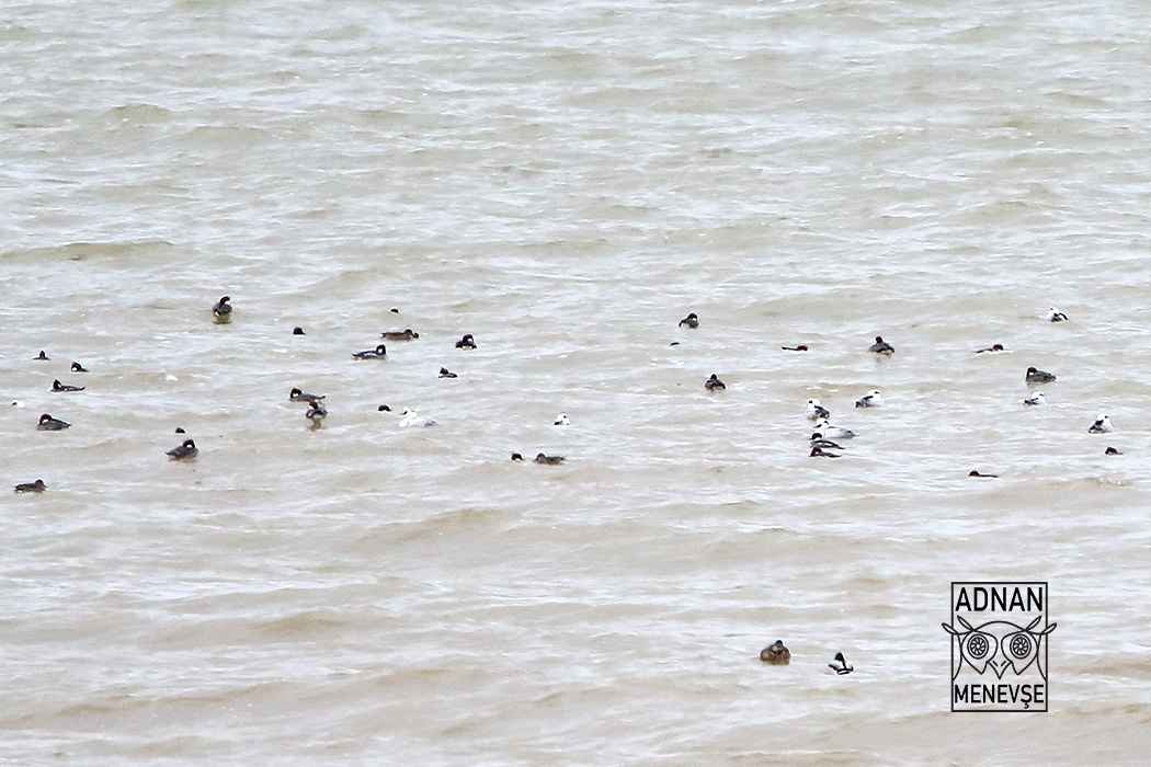 Smew