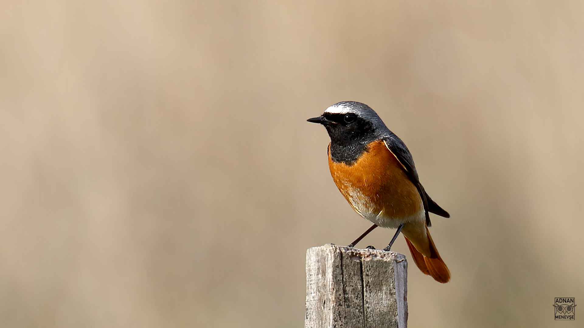 Common Redstart