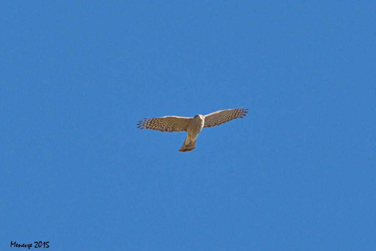 Northern Goshawk