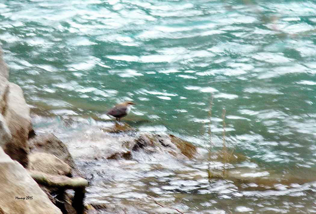 White-throated Dipper