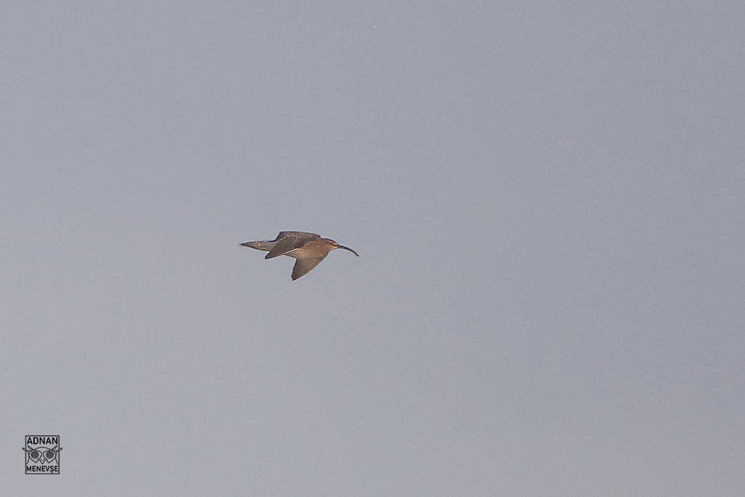 Whimbrel
