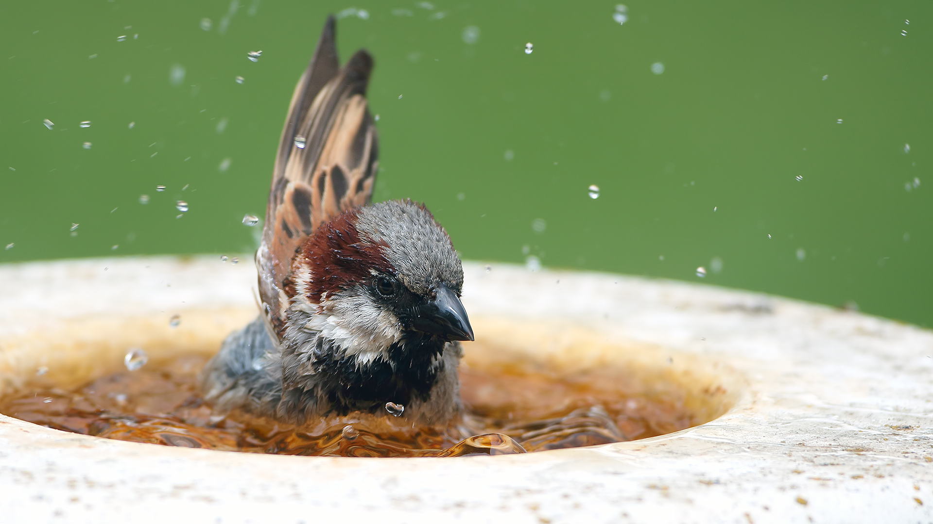 House Sparrow