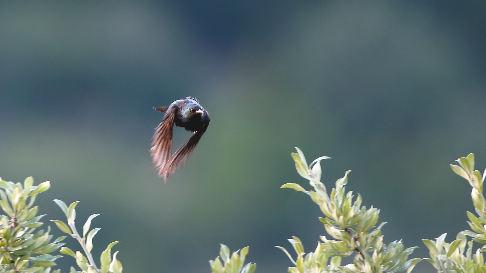 European Starling