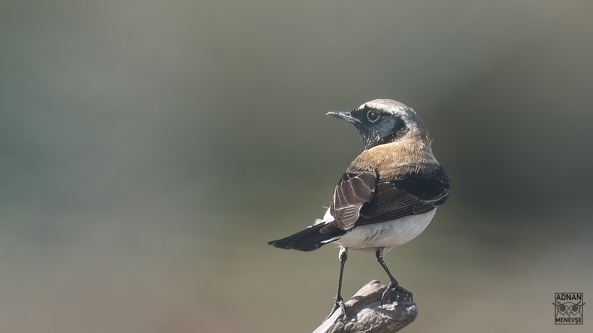 Black-eared Wheatear