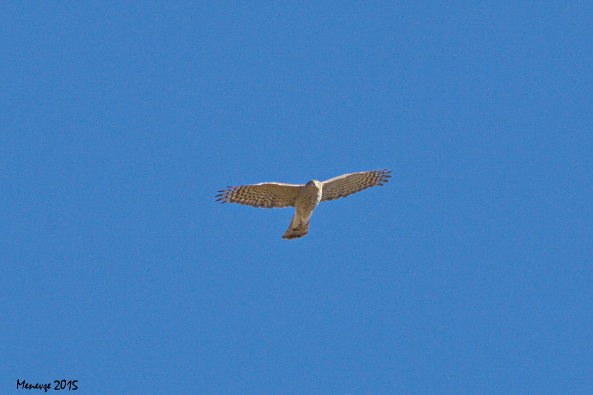 Northern Goshawk