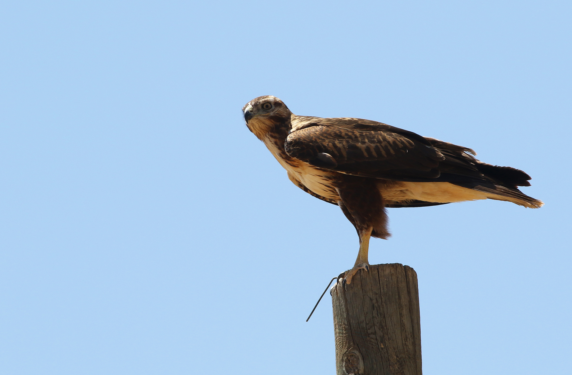 Long-legged Buzzard