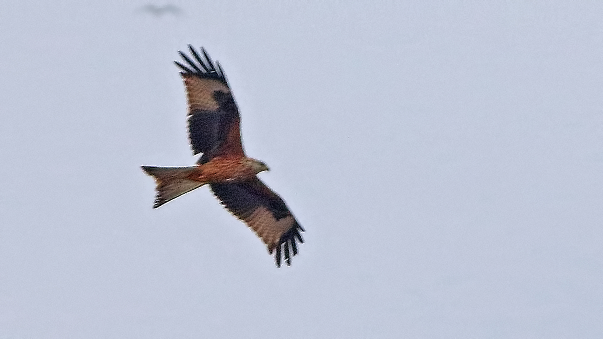 Red Kite