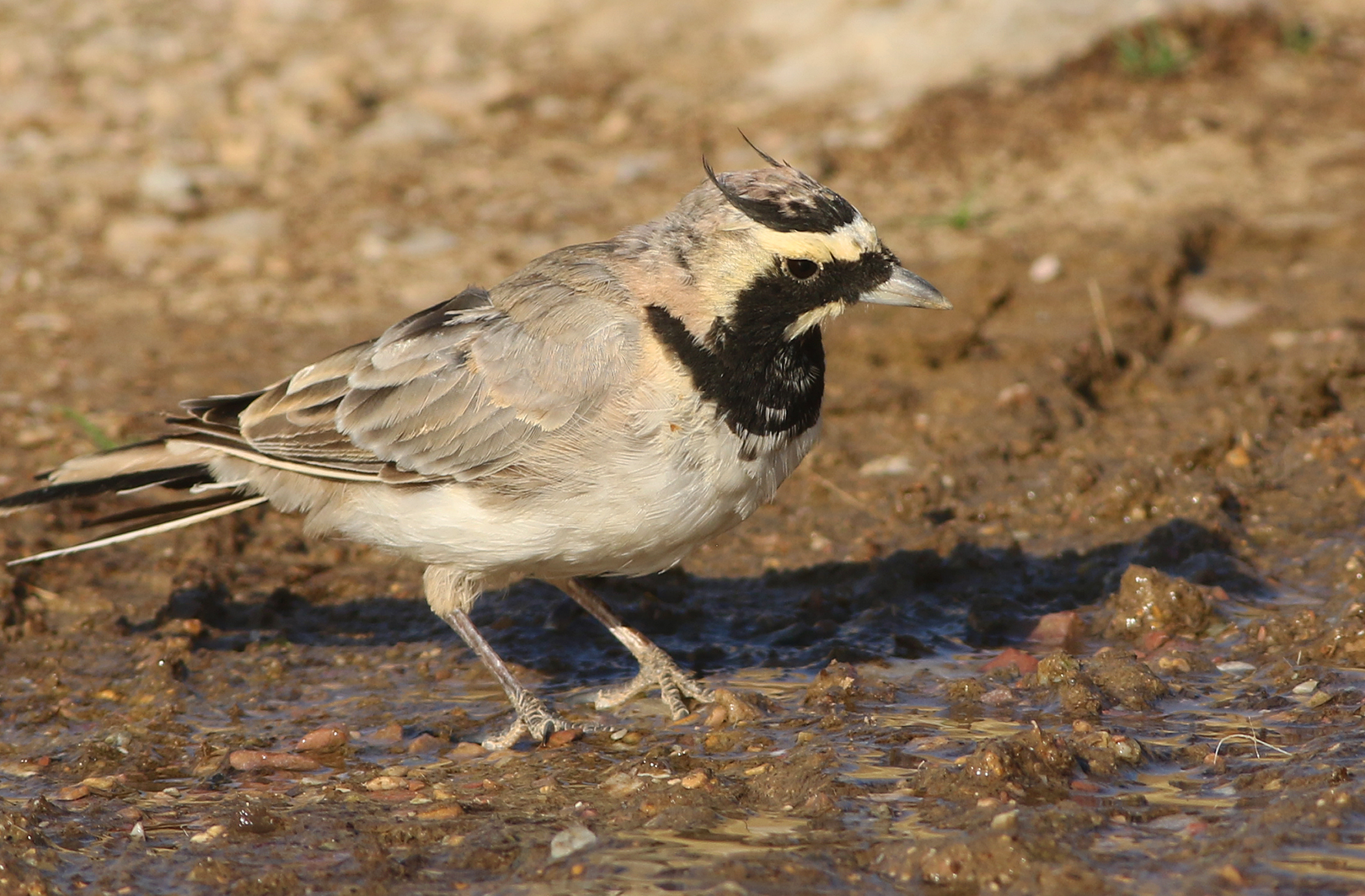 Horned Lark
