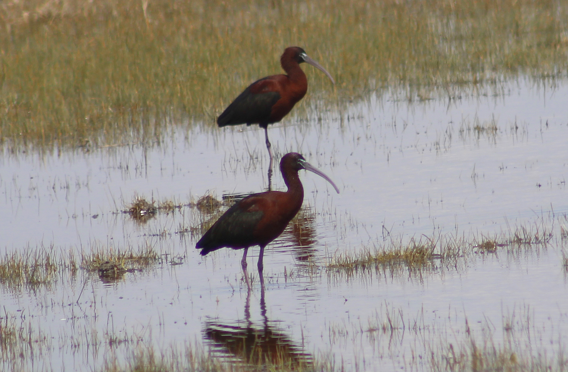 Glossy Ibis — Ana fotoğraf