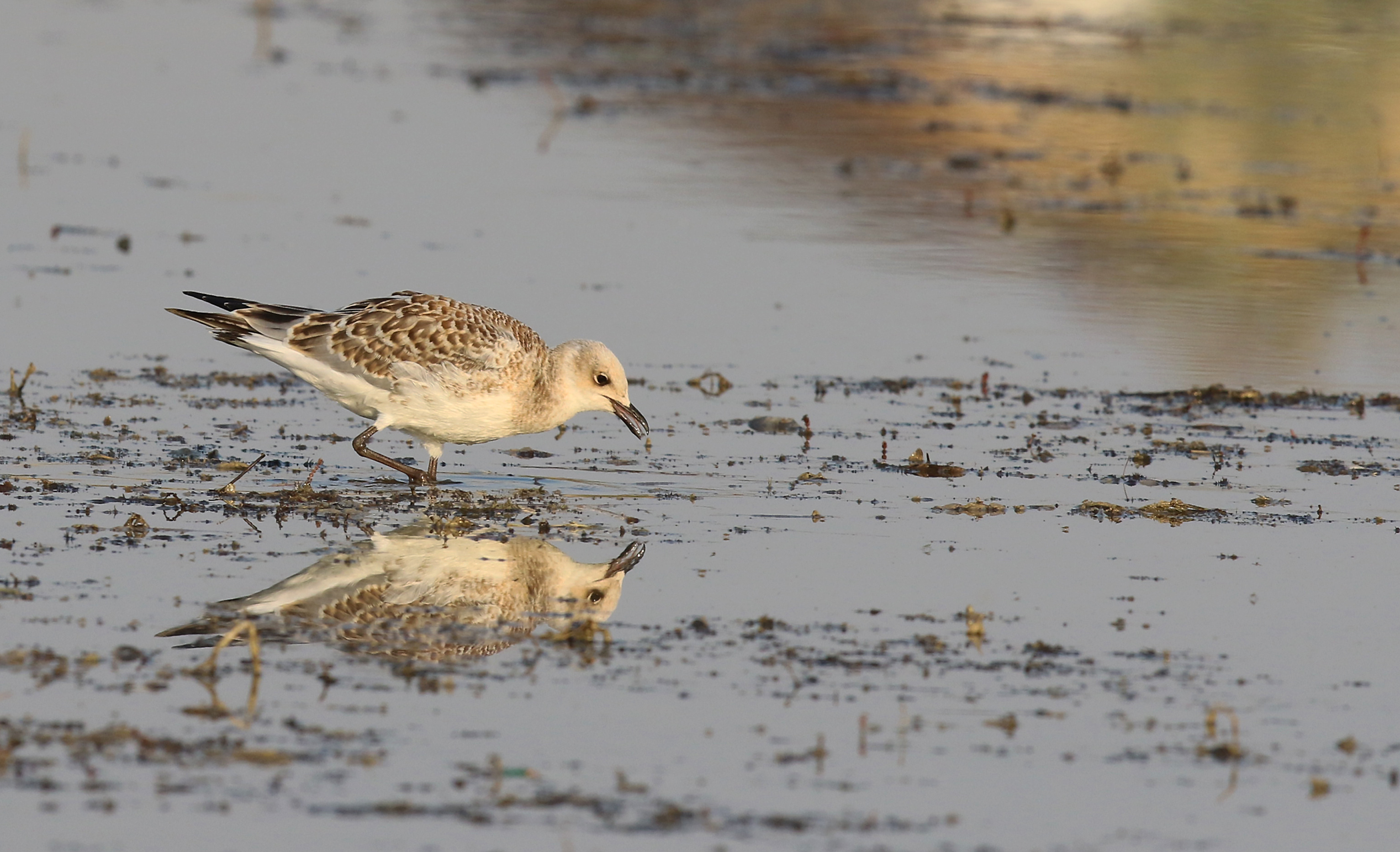 Armenian Gull