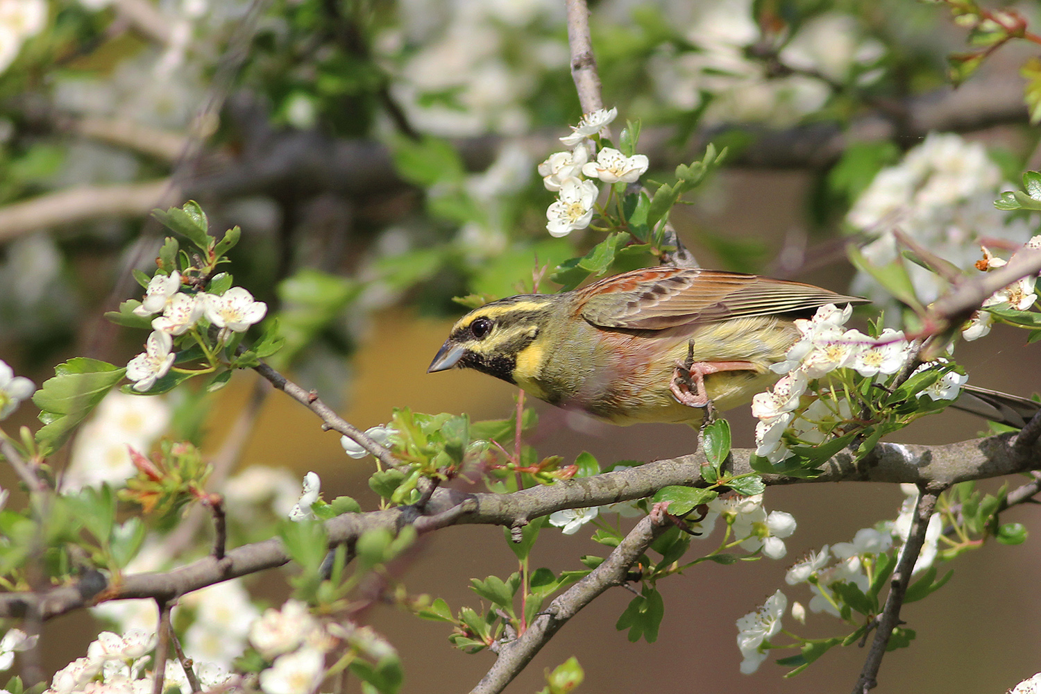 Cirl Bunting