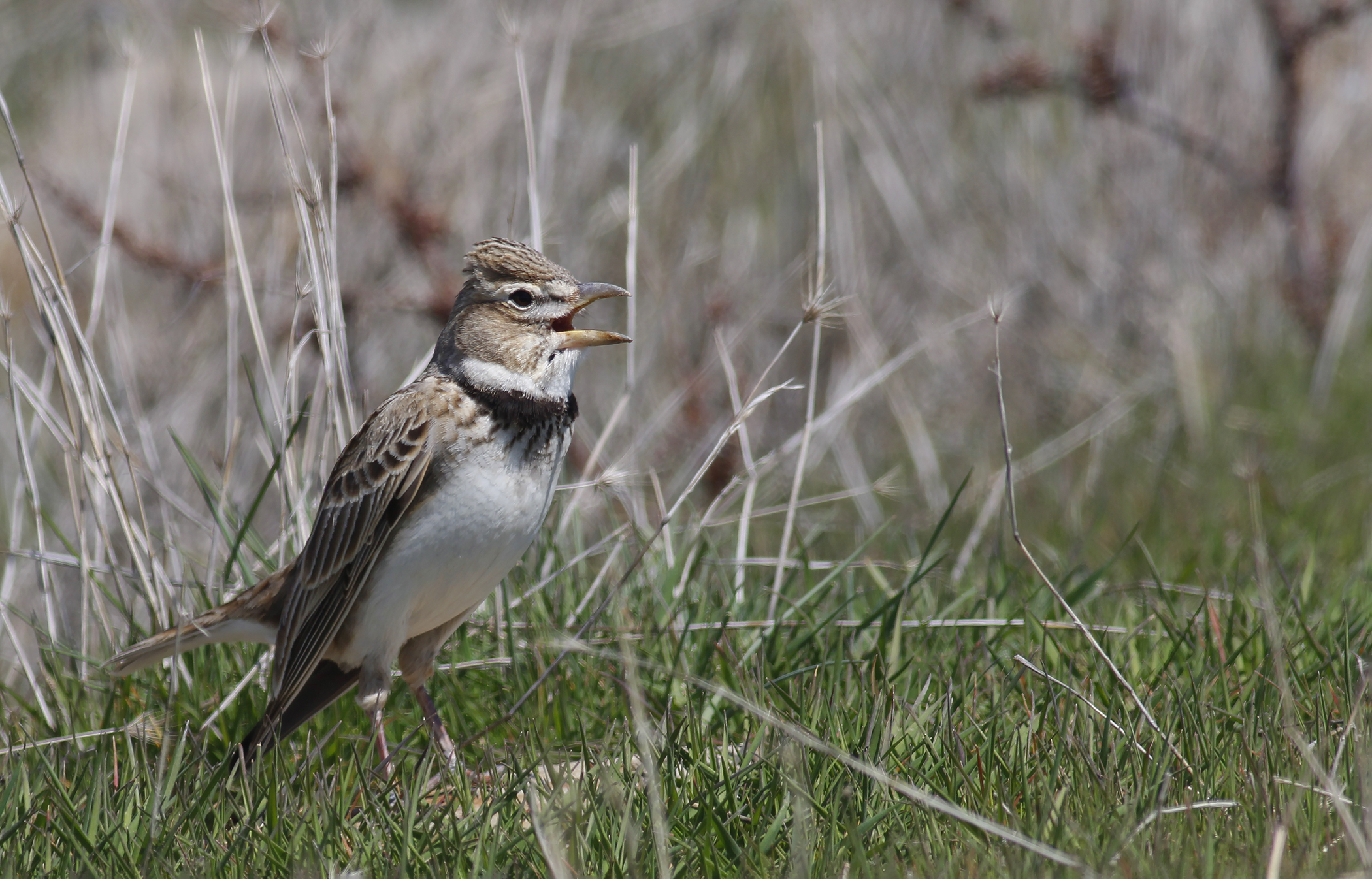 Calandra Lark