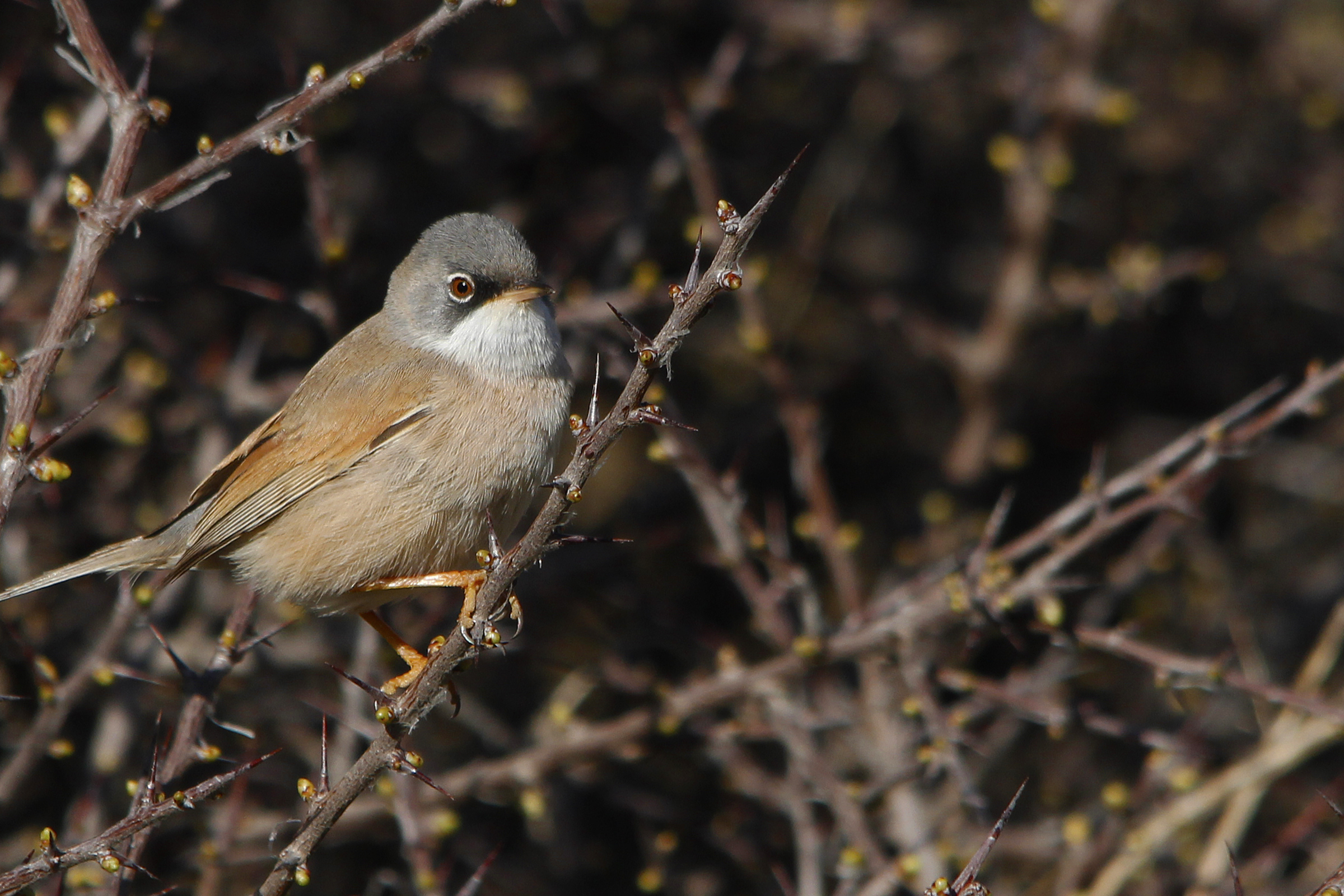 Spectacled Warbler