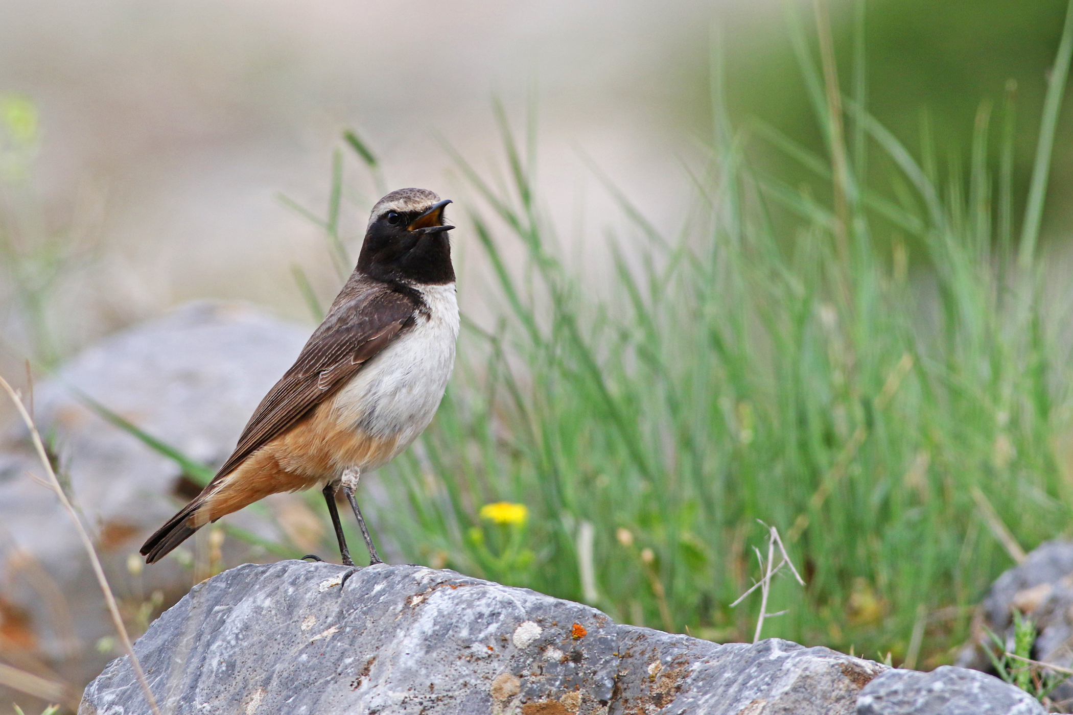 Kurdish Wheatear