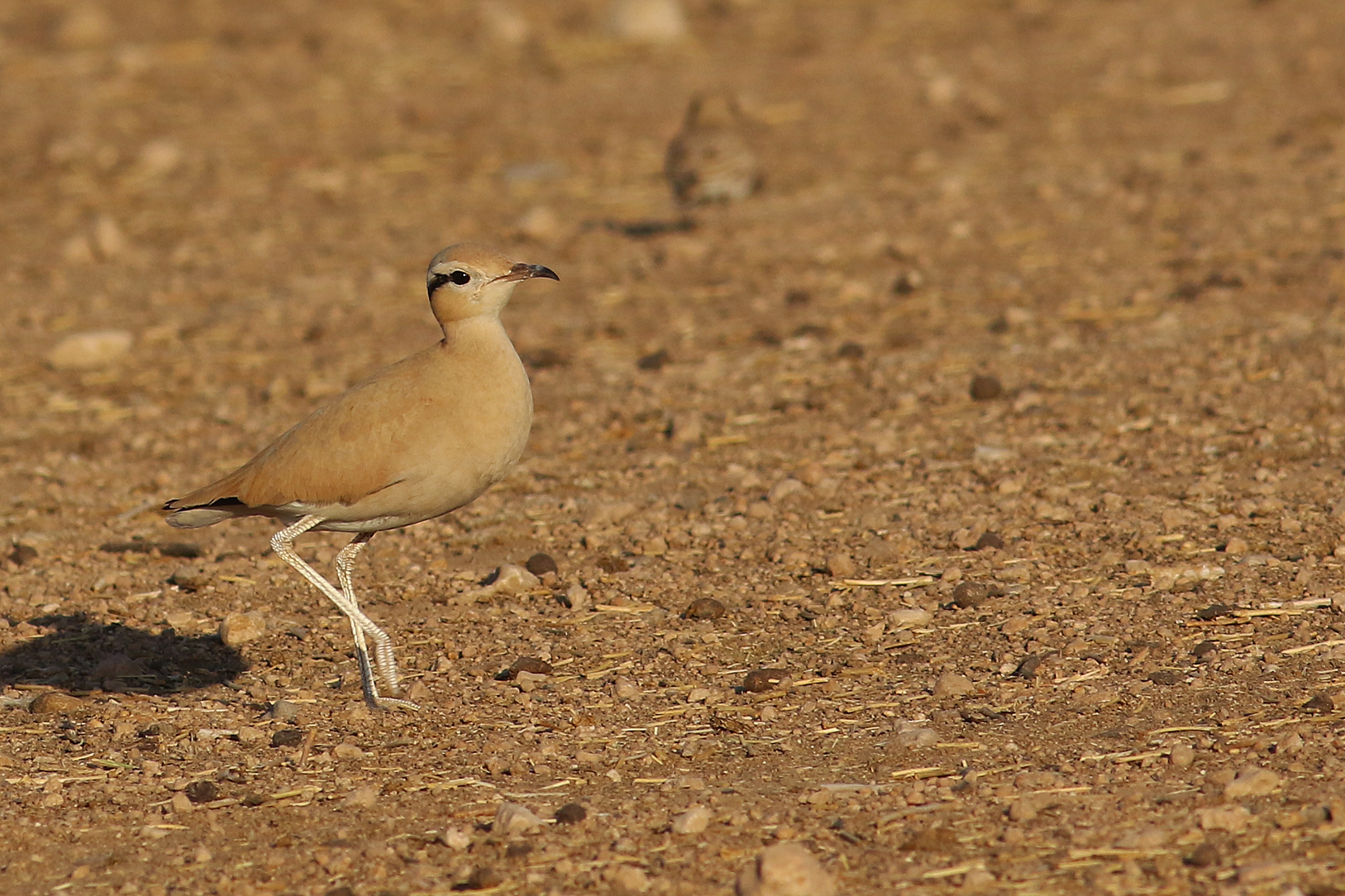 Cream-colored Courser